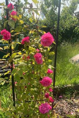 Foto - Grundst&uuml;ck in Flensburg