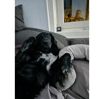 Kleines Haus oder Erdgeschosswohnung - Solms