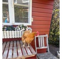 Ankommen und wohlfühlen: Ihr neues Zuhause - Henstedt-Ulzburg