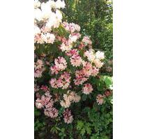 3 ZKB mit Balkon in Stadtnähe zu vermieten - Worms