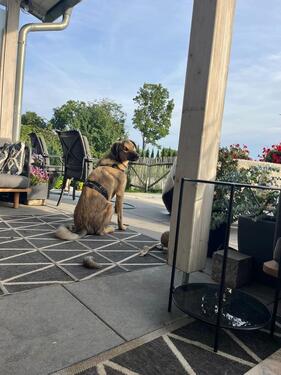 Foto - WG in DHH mit Garten und Hundem