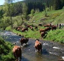 Zimmer in einem Bauernhof zu vermieten - Rehburg-Loccum