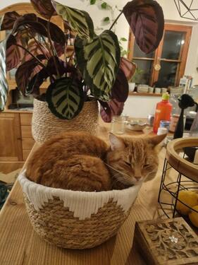 Foto - 4 Zimmer Einfamilienhaus zur Miete in Ainring