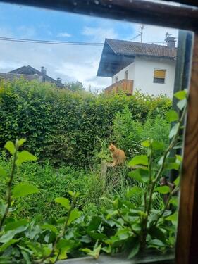 Foto - 4 Zimmer Einfamilienhaus in Ainring