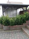Foto - 2 Zimmer Erdgeschoßwohnung in Bernburg (Saale)