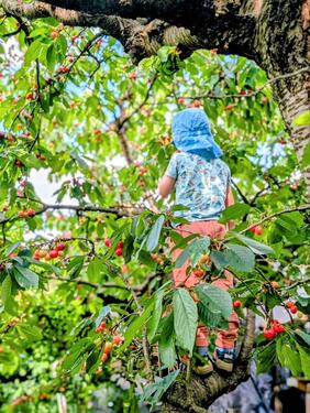 Foto - Raus ins Grüne, ab an den See: Kleingarten in Cottbus