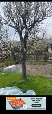 Foto - Grundst&uuml;ck in Dresden zur Miete