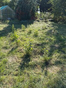 Foto - Grundst&uuml;ck in Körner zur Miete