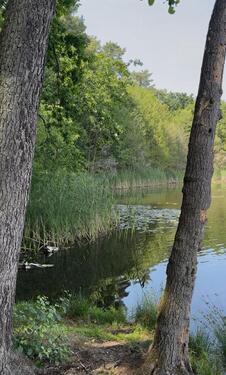 Foto - Waldgrundstück direkt am See - 250,00 EUR Kaltmiete, ca.  0,00 m²