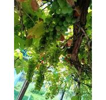 Pachtgarten mit großem Steinhaus, Gartenanlage 