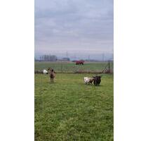 Wohnung auf dem Bauernhof 4 ZKB - Lampertheim