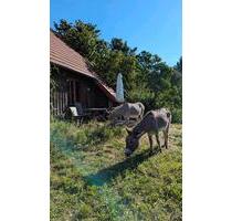 Ferien auf der Bio-Ranch - 60,00 EUR Kaltmiete, in Wittstock/Dosse (PLZ: 16909)