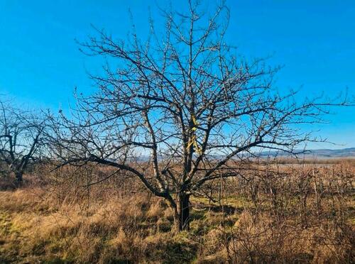Foto - Landwirtschaftliche Fläche Ackerland Garten