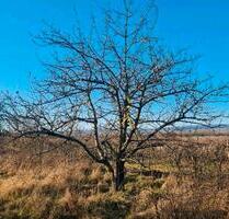 Landwirtschaftliche Fläche Ackerland Garten - Ockenheim