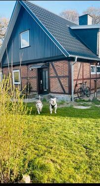Foto - FerienhausHausOstseeHundKaminSeeZaunStrand❤️❤️