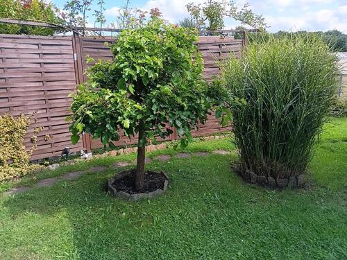 Foto - Bauland - Sofortige Bebauung möglich