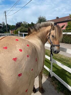 Foto - Ferienwohnung auf dem Ponyhof - 110,00&nbsp;EUR Kaltmiete,