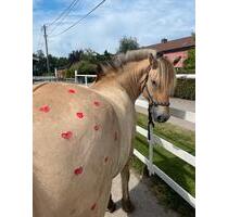 Ferienwohnung auf dem Ponyhof - 110,00&nbsp;EUR Kaltmiete, in Löbnitz (PLZ: 18314)