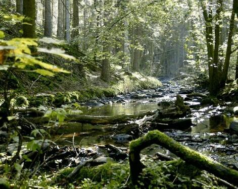 Foto - 77 qm große Wohnung Nähe Hillesheim und Gerolstein große