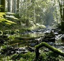 77 qm große Wohnung Nähe Hillesheim und Gerolstein große