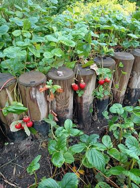 Foto - Garten Dringent abzugeben - 150,00 EUR Kaltmiete, ca.  0,00 m²