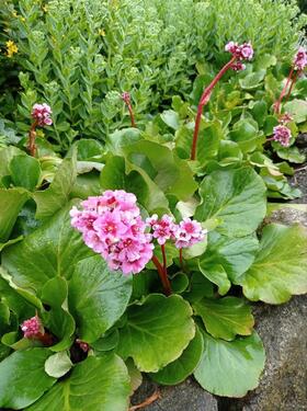 Foto - Grundstück in Wernigerode
