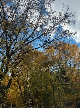 Foto - Grundst&uuml;ck in Langenhahn