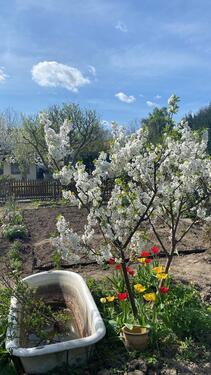 Foto - Kleingarten in Leubnitz-Neuostra