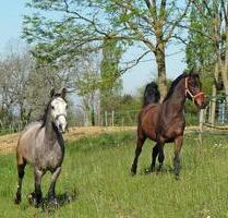 *** Reiterhof Reitanlage Pferdezucht Bauernhof *** - Auggen