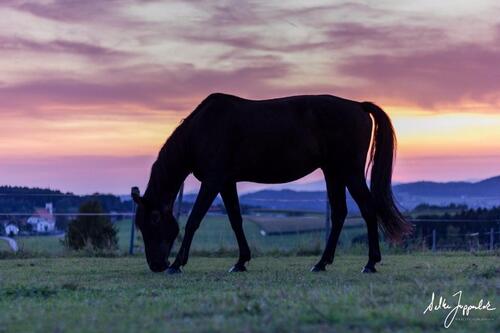 Foto - Etagenwohnung in Jandelsbrunn