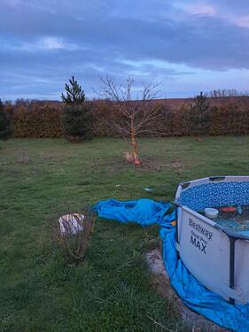 Foto - 3 Zimmer Einfamilienhaus zum Kaufen in Nienburg (Saale)