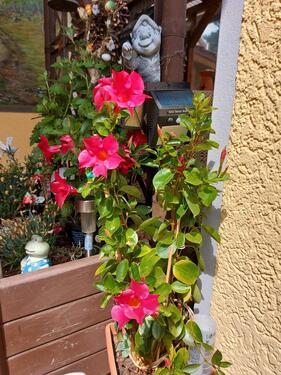 Foto - andere in Saalfeld (Saale) zur Miete