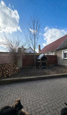 Foto - 6 Zimmer Doppelhaushälfte in Erxleben