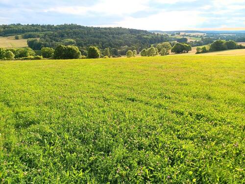 Foto - Wiesengründstük in Hessen - Mücke