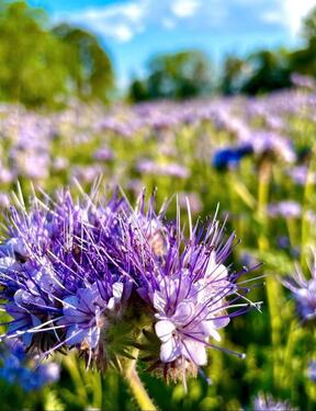 Foto - Grundstücke in WurzenKühren, top Lage
