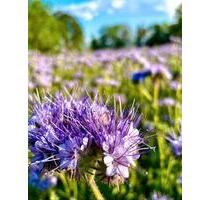 Grundstücke in WurzenKühren, top Lage - Leipzig Nord