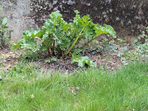 Foto - Grundst&uuml;ck in Aglasterhausen