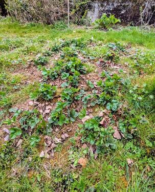 Foto - Grundst&uuml;ck in Aglasterhausen zur Miete