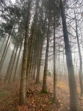 Foto - Grundst&uuml;ck zur Miete in Meersburg