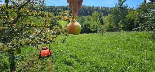Foto - Garten, Grundstück - 99.500,00 EUR Kaufpreis,
