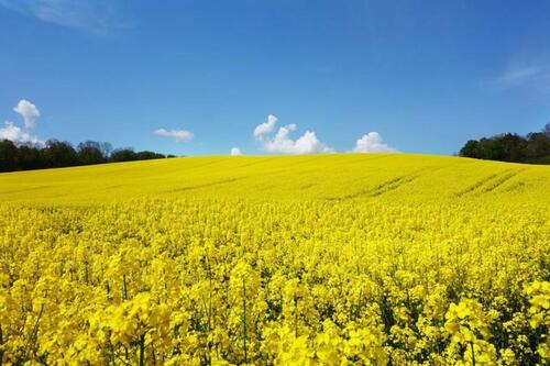 Foto - Pachtflächen Ackerland Felder zur Pacht