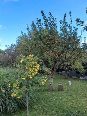 Foto - andere in Vettelschoß