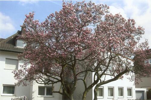 Foto - Studentenapp.Nr.3 MA-Neuhermsheim Nähe DHBW und HdBA