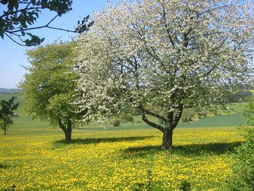 Foto - Große Wohnung am Ortsrand, grün und ruhig