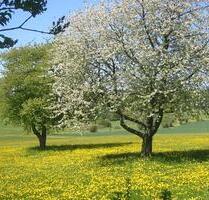 Große Wohnung am Ortsrand, grün und ruhig - Schlangenbad