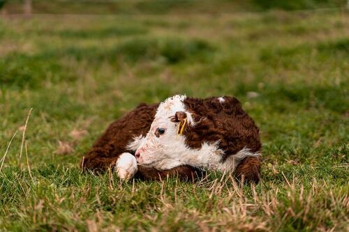 Foto - 4 Zimmer Dachgeschoßwohnung in Wain