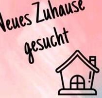 2-Zimmer-Wohnung in Steinheim - 900,00 EUR Kaltmiete, in Bruchköbel (PLZ: 63486)