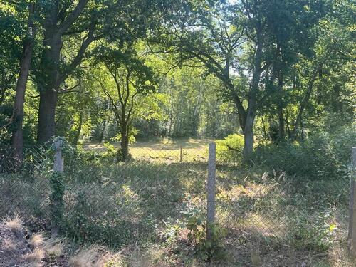 Foto - Baugrundstück Zühlsdorf - schöne Lage direkt am Wald