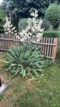 Foto - Grundst&uuml;ck in Eisleben (Lutherstadt) zur Miete