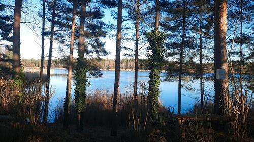 Foto - Wochenendgrundstück in Möhlau am Möhlauer See zu verkaufen